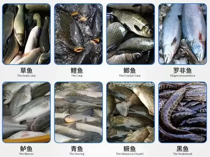 Fischgewürze für die Hautentfernung