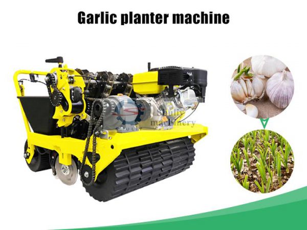 garlic planter garlic planter