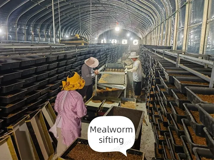 蚕蛹养殖