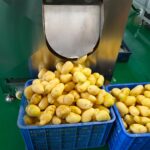 peeled potato by the potato cleaning machine