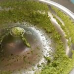 vegetable chopping cutting machine