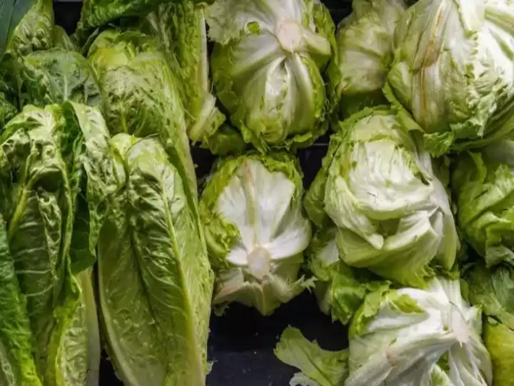 lettuce for washing